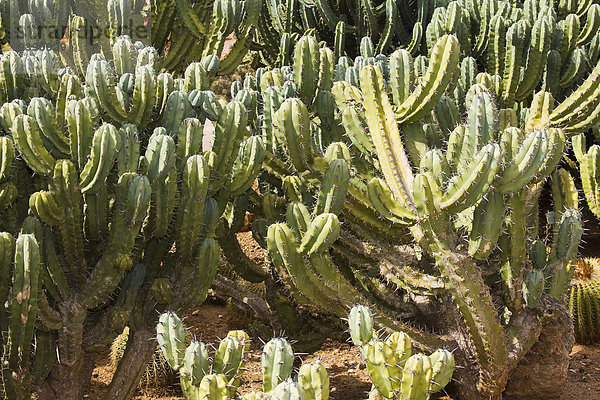Feigenkaktus, Außenaufnahme, Botanik, niemand, Pflanze, Natur, Kaktus, Mallorca