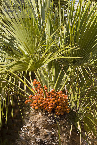 Palmenblatt, Europa, Lebensmittel, Frucht, niemand, Natur, Pflanze, Palme, Botanik, Mallorca, Phoenix, Spanien