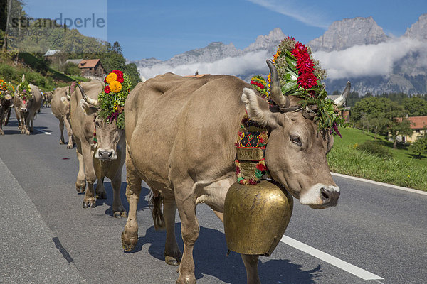Hausrind, Hausrinder, Kuh, Europa, Berg, Fest, festlich, Tradition, Landwirtschaft, Alpen, Herbst, Folklore, Schweiz