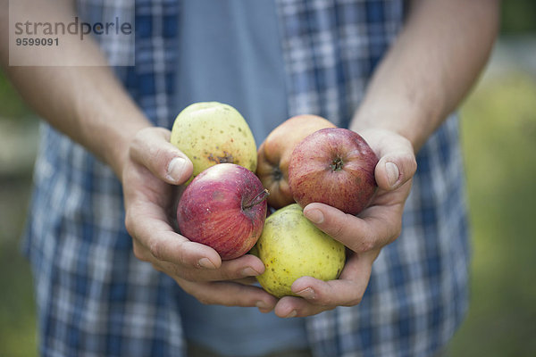 Hände eines jungen Bauern mit Äpfeln,  Premosello,  Verbania,  Piemonte,  Italien