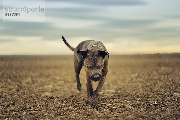 Ein Boxerhund,  der auf Sand läuft.