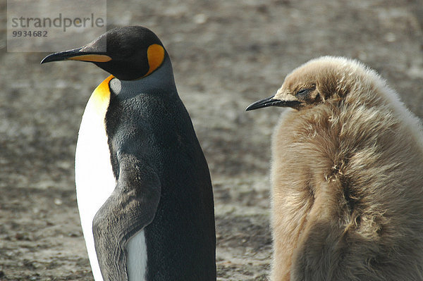Königspinguin, Aptenodytes patagonica, junger Erwachsener, junge Erwachsene, Meer, jung, Falklandinseln, Erwachsener, Jungvogel, Pinguin, Südamerika