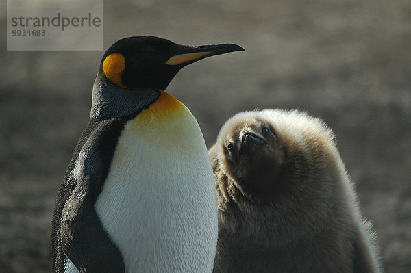 Königspinguin, Aptenodytes patagonica, junger Erwachsener, junge Erwachsene, Meer, jung, Falklandinseln, Erwachsener, Jungvogel, Pinguin, Südamerika