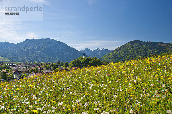 Blumenwiese, Panorama, Europa, Berg, Alpen, Bayern, Chiemgau, Deutschland, Oberbayern