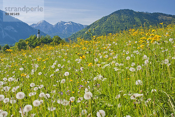 Blumenwiese, Panorama, Europa, Berg, Alpen, Bayern, Chiemgau, Deutschland, Oberbayern