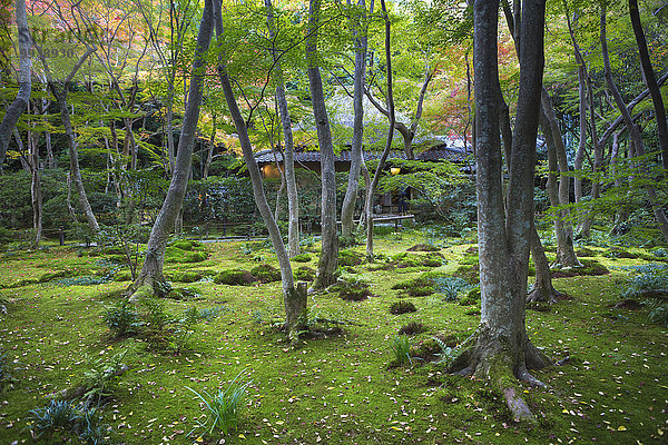 Landschaft, grün, niemand, Reise, Garten, Tourismus, Asien, Japan, Kyoto, Moos