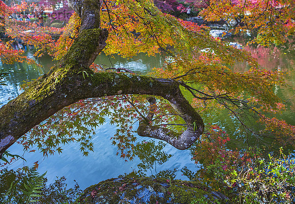 Baum, Landschaft, niemand, Reise, Spiegelung, bunt, rot, Tourismus, Asien, Japan, japanisch, Kyoto, Teich