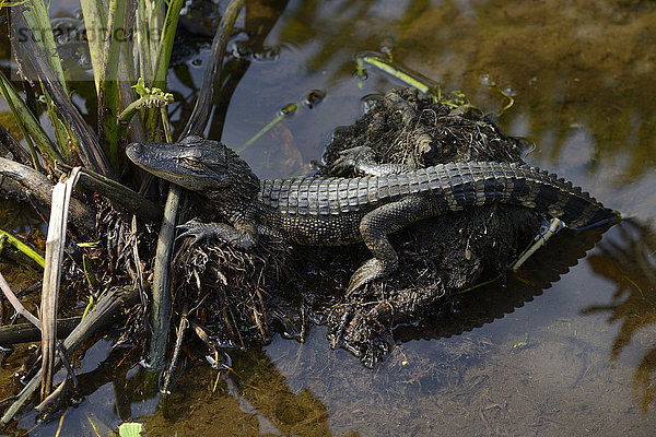 Vereinigte Staaten von Amerika, USA, Alligator, Feuchtgebiet, Florida