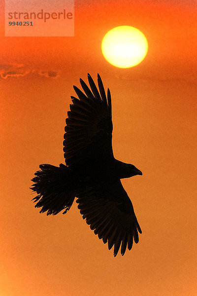 Kolkrabe, Corvus corax, fliegen, fliegt, fliegend, Flug, Flüge, Sonnenuntergang, Konzept, Silhouette, Himmel, Vogel