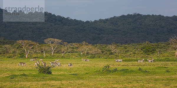 Ostafrika, Nationalpark, Steppenzebra, Equus quagga, Tier, Reise, Säugetier, Landschaftlich schön, landschaftlich reizvoll, Zebra, Wildtier, Afrika, Tansania, Equus quagga Steppenzebra