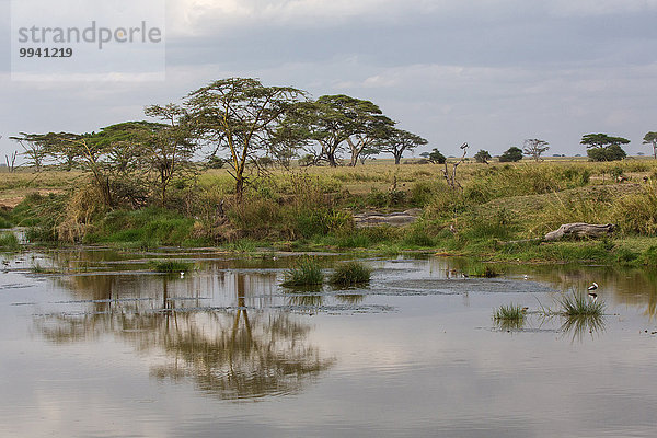 Ostafrika, Landschaftlich schön, landschaftlich reizvoll, Wasser, Baum, Landschaft, Reise, See, Serengeti Nationalpark, Afrika, Tansania