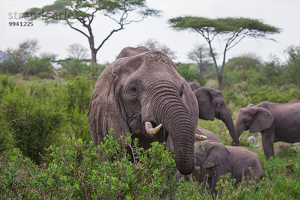 Ostafrika, Afrikanischer Elefant, Loxodonta africana, Afrikanische, Tier, Reise, Säugetier, Landschaftlich schön, landschaftlich reizvoll, Elefant, Serengeti Nationalpark, Wildtier, Afrika, Tansania
