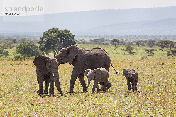 Ostafrika, Afrikanischer Elefant, Loxodonta africana, Afrikanische, Tier, Reise, Säugetier, Landschaftlich schön, landschaftlich reizvoll, Elefant, jung, Serengeti Nationalpark, Wildtier, Afrika, Tansania