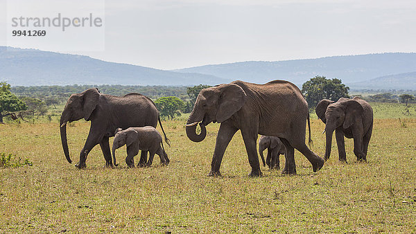 Ostafrika, Afrikanischer Elefant, Loxodonta africana, Afrikanische, Landschaftlich schön, landschaftlich reizvoll, Landschaft, Tier, Reise, Säugetier, Elefant, jung, Serengeti Nationalpark, Wildtier, Afrika, Tansania