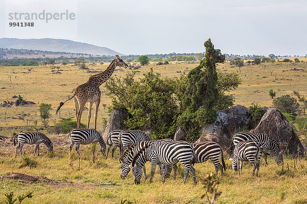 Ostafrika, Landschaftlich schön, landschaftlich reizvoll, Giraffe, Giraffa camelopardalis, Steppenzebra, Equus quagga, Landschaft, Tier, Reise, Säugetier, Zebra, Serengeti Nationalpark, Wildtier, Afrika, Tansania, Equus quagga Steppenzebra