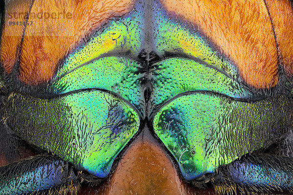 Chrisochroa saundersii,  detail abdomen