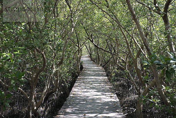 folgen, Schutz, Landschaft, Weg, Natur, Asien, Mangrove, Thailand, Tourismus