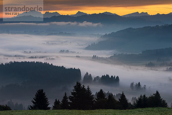 Laubwald, Europa, Morgen, Landschaft, Wald, Nebel, Sumpf, Stimmung, Moor, Schweiz