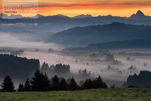 Laubwald, Europa, Morgen, Landschaft, Wald, Nebel, Sumpf, Stimmung, Moor, Schweiz