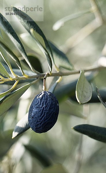 Baum, schwarz, Olive