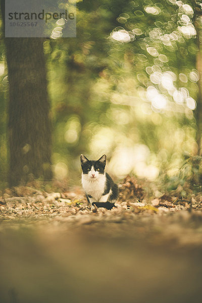 Schwarze und weiße Katze im Wald sitzend