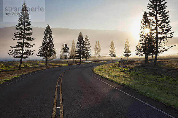 Früher Morgennebel auf der Manele Road; Lanai,  Hawaii,  Vereinigte Staaten von Amerika'.