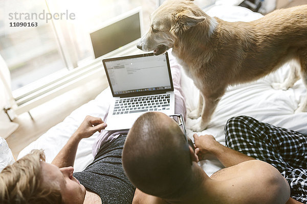 Schwules Paar mit Hund im Bett liegend,  mit Laptop