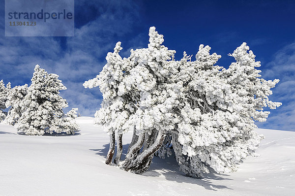 Mit Frost bedeckte Latschen (Pinus mugo subsp. uncinata) auf dem Niederhorn in der Nähe des Dorfes Beatenberg im Berner Oberland,  Schweiz.