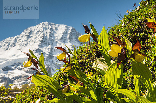 Frauenschuh-Orchideen (Cypripedium calceolus) im Lauterbrunnental,  Berner Oberland,  Schweiz. Im Hintergrund der Berg Breithorn.