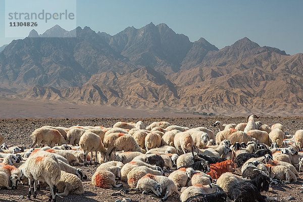 Iran,  In der Nähe von Abyaneh City,  Herde