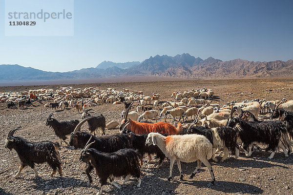Iran,  In der Nähe von Abyaneh City,  Herde