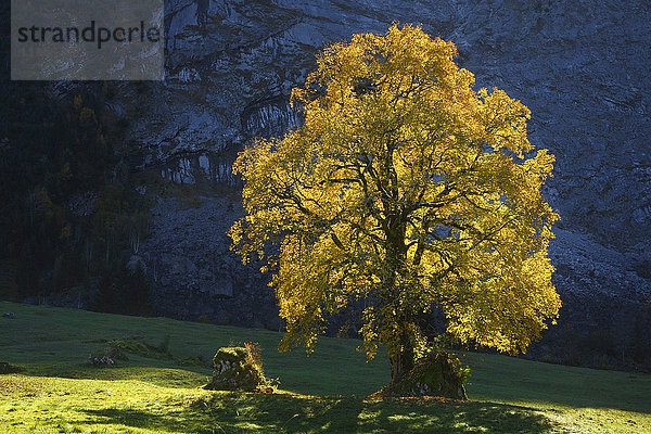 Bergahorn,  Acer pseudoplatanus,  Schweiz