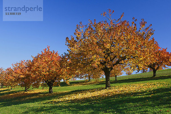 Kirschbäume im Herbst,  Prunus avium,  Baselland,  Schweiz