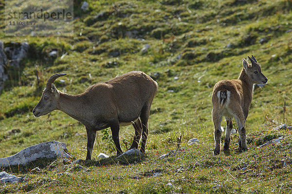 Capra ibex,  Steinbock,  Schweiz