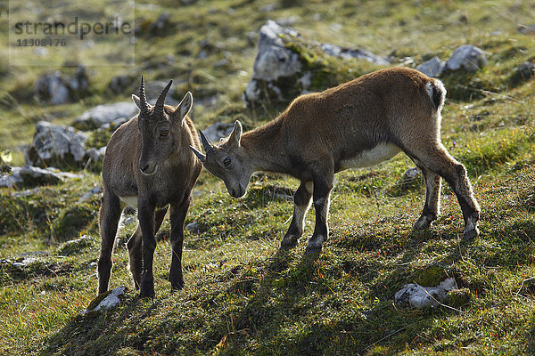 Capra ibex,  Steinbock,  Schweiz