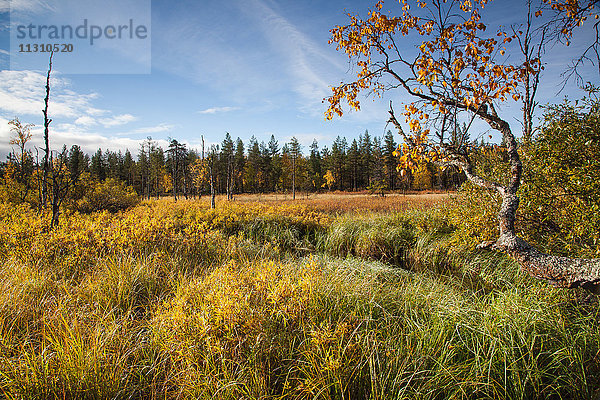 Bäume,  Europa,  Finnland,  Herbst,  Herbstfarben,  Landschaft,  Landschaft,  Lappland,  Moor,  Skandinavien,  Sumpf,  Holz,  Wald