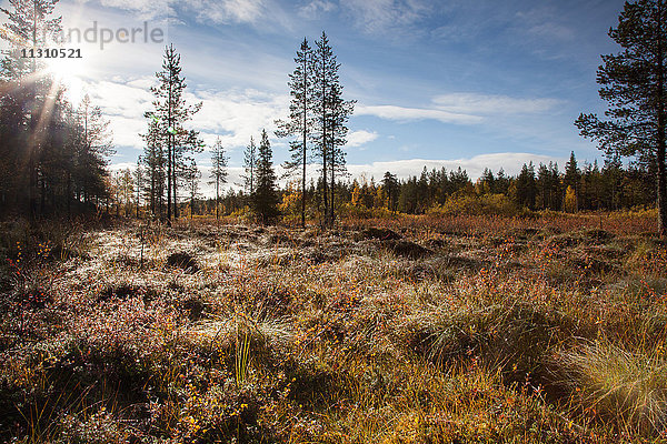 Bäume,  Europa,  Finnland,  Herbst,  Herbstfarben,  Landschaft,  Landschaft,  Lappland,  Moor,  Skandinavien,  Sumpf,  Holz,  Wald