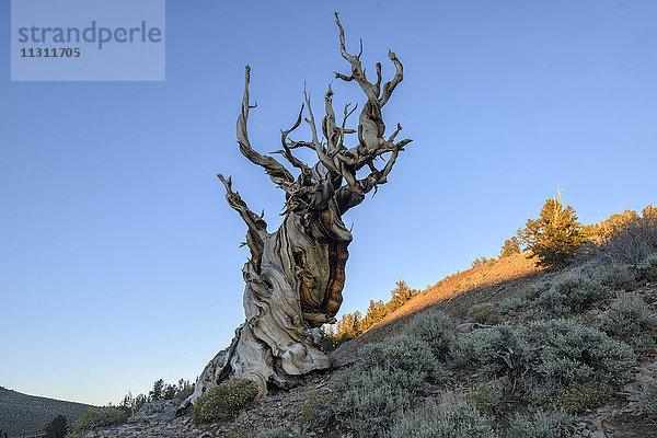 USA,  Inyo County,  östliche Sierra,  Kalifornien,  Der Ancient Bristlecone Pine Forest ist ein geschütztes Gebiet hoch in den White Mountains im Inyo County in Ostkalifornien (Pinus longaeva)