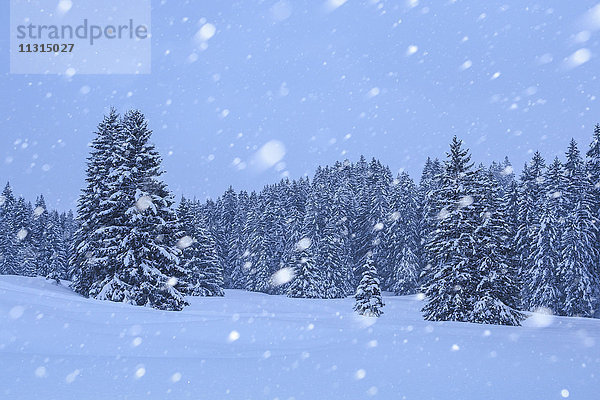 Schneebedeckt,  Schneeig,  Tannen mit Schneefall,  Schweiz