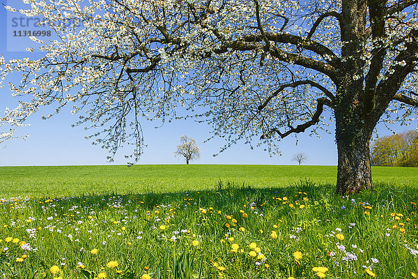 Blühender Birnbaum im Frühling,  Schweiz