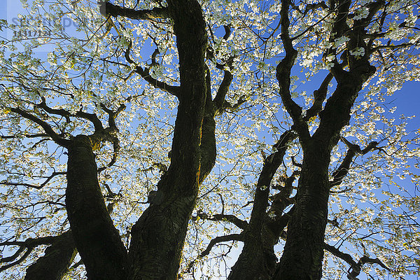 Kirschbäume im Frühling,  Prunus avium,  Baselland,  Schweiz