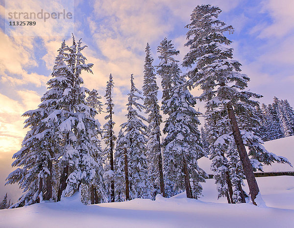 Winterlandschaft in Longmire,  Bundesstaat Washington