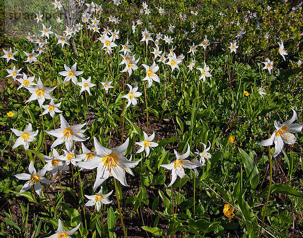 Wildblumen im Olympic National Park