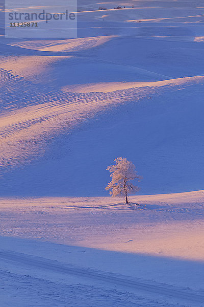 Baum in Palouse,  Bundesstaat Washington,  im Winter