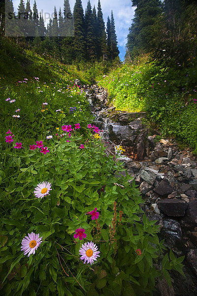 Wildblumen in Kanada