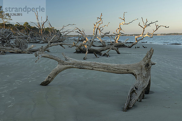 Driftwood Beach auf Jekyll Island