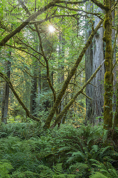 Redwood-Wald in Kalifornien