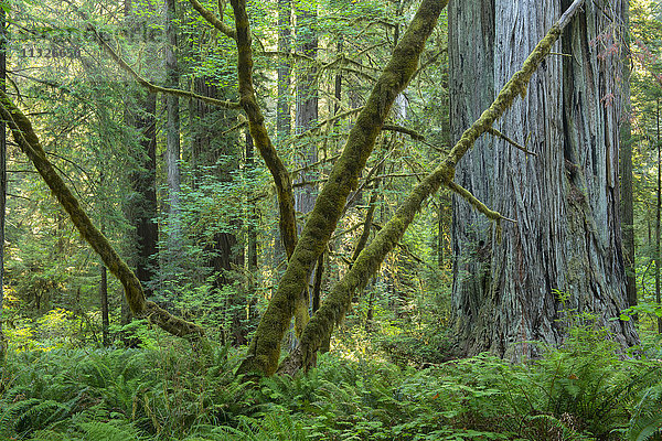 Redwood-Wald in Kalifornien