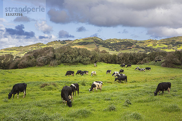 Landschaft und Kühe auf Menorca