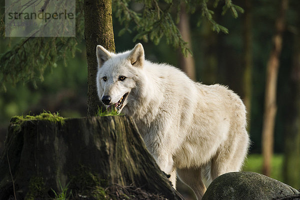 Grauer Wolf,  canis lupus